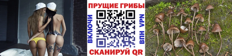 Галлюциногенные грибы Psilocybe  Бутурлиновка 